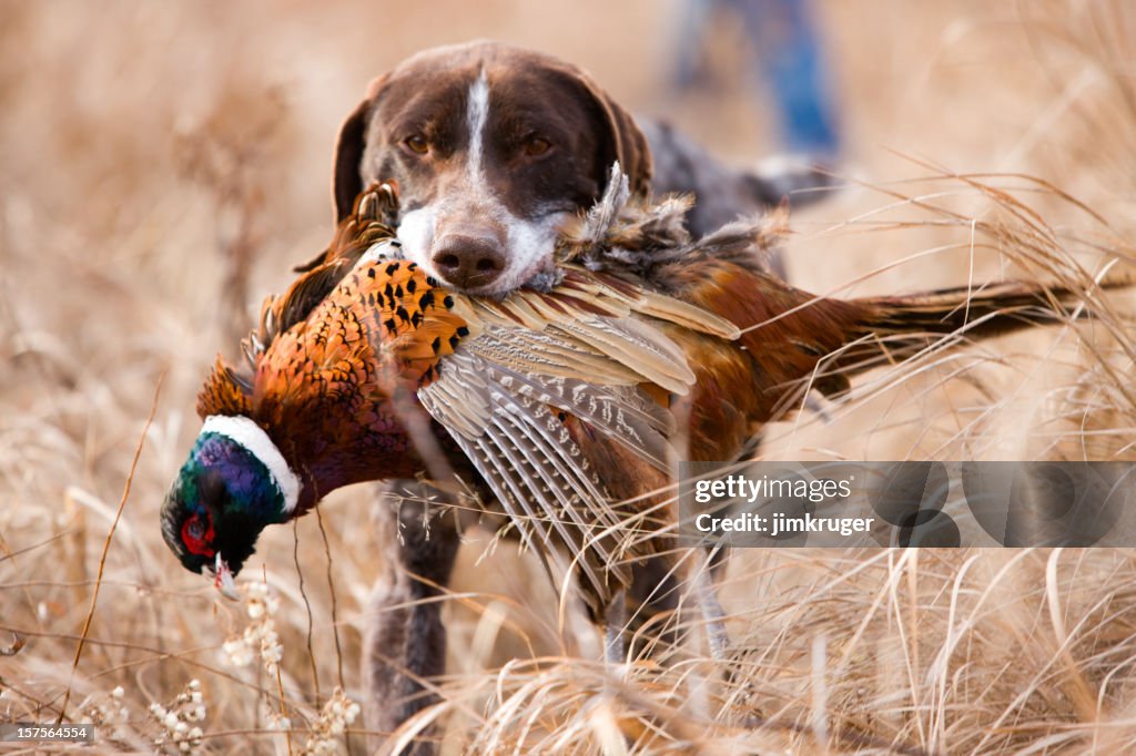 German short hair bird dog with pheasant.