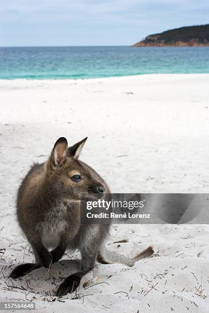 wallaby - wineglass bay stock pictures, royalty-free photos & images