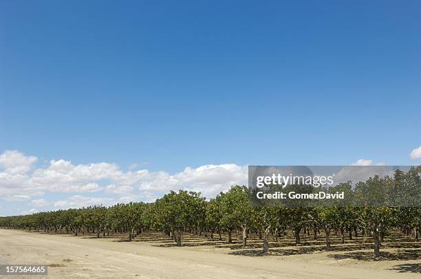 pomar de maturação pistache - pistachio tree - fotografias e filmes do acervo