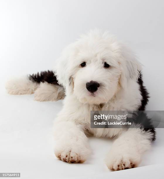 puppy - old english sheepdog stock pictures, royalty-free photos & images