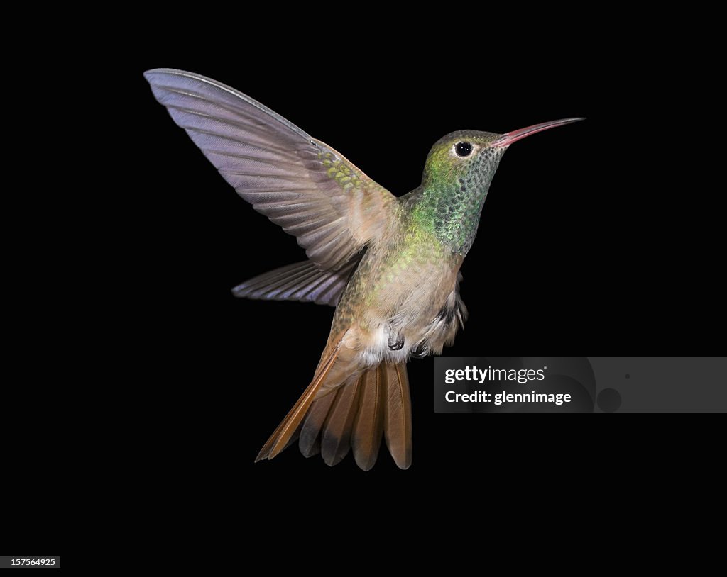 Buff-bellied Hummingbird flying up