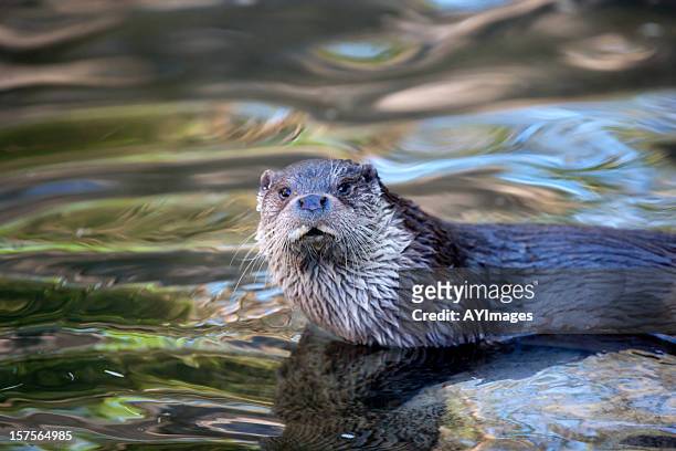otter (l. lutra - europäischer fischotter stock-fotos und bilder