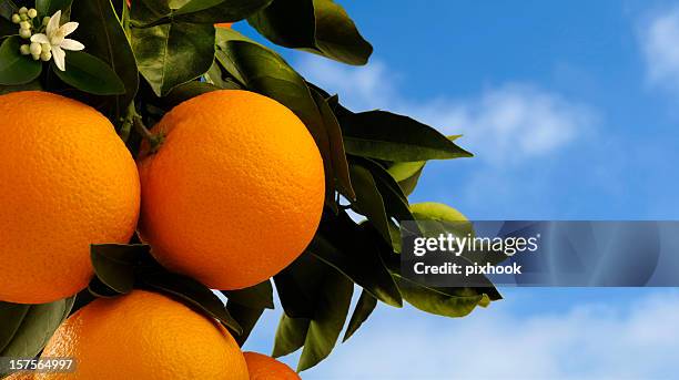 oranges on tree - orange tree stock pictures, royalty-free photos & images