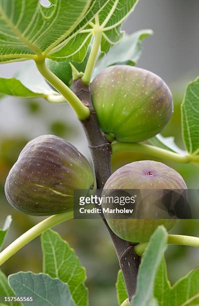 ripe figs on a tree - vijgenboom stockfoto's en -beelden