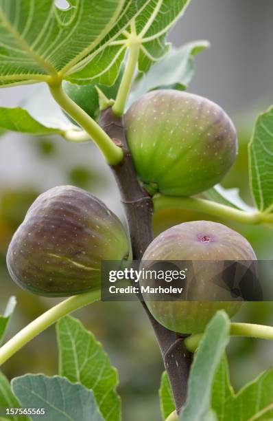 ripe figs on a tree - fig tree stock pictures, royalty-free photos & images