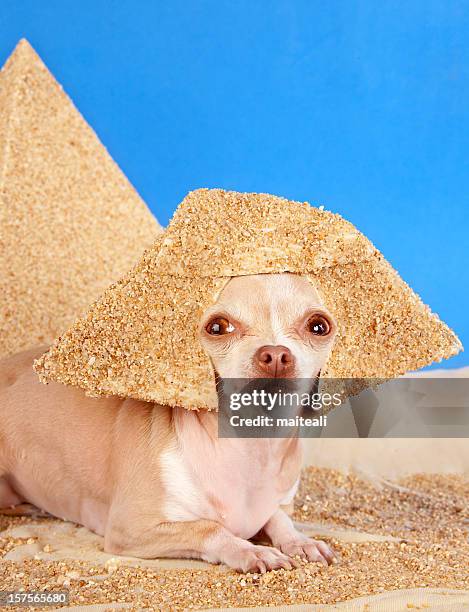 sphinx - desert dog stockfoto's en -beelden