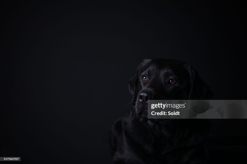 Labrador retriever on black background