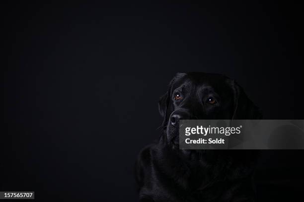 6,244 Dog Black Background Photos and Premium High Res Pictures - Getty  Images