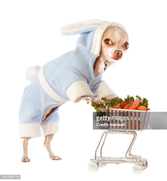 shopping-karotten - dog easter stock-fotos und bilder