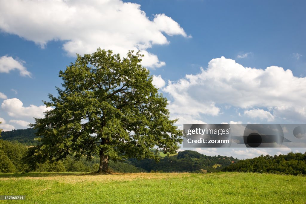 Lonely tree