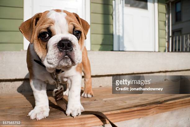 english bulldog puppy trying on its new leash - engelsk bulldog bildbanksfoton och bilder