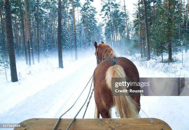 sleigh horses - reins stock pictures, royalty-free photos & images