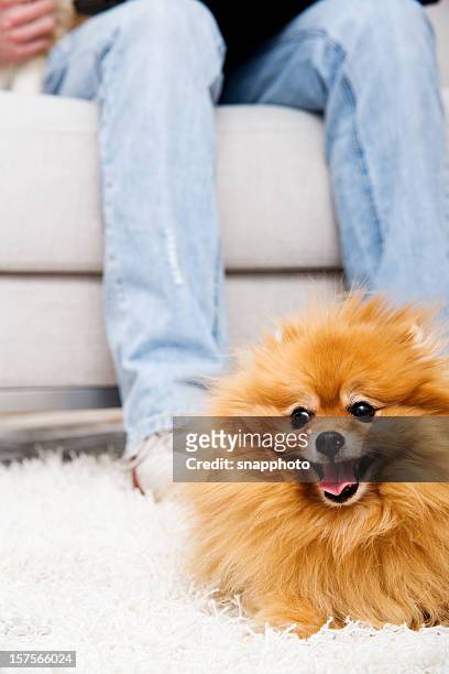 pomeranian dog in front of sofa on soft carpet - pomeranian stock pictures, royalty-free photos & images