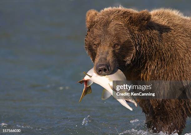 alaskan brown bear with pink salmon - blue bear 個照片及圖片檔