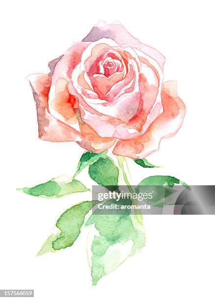 67点の一輪の薔薇イラスト素材 Getty Images 67点の一輪の薔薇イラスト素材 Getty Images