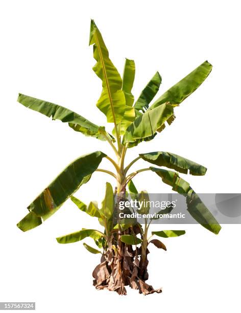 banana tree with clipping path. - bananenplant stockfoto's en -beelden