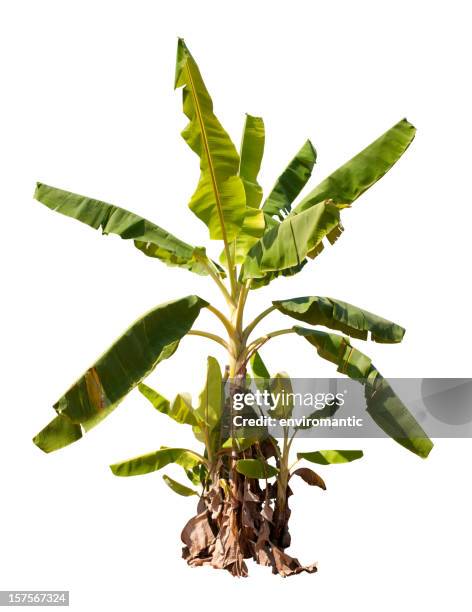 banana tree with clipping path. - banana tree stock pictures, royalty-free photos & images