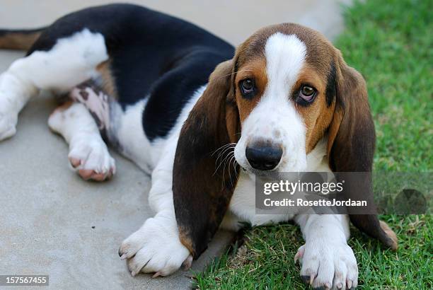 bassett hound - basset hound stockfoto's en -beelden