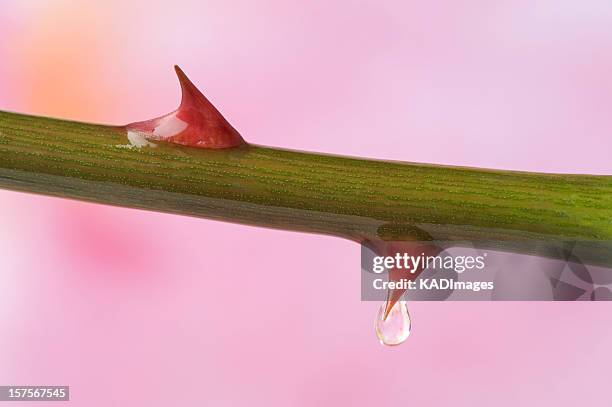 rose thorns - thorn stockfoto's en -beelden