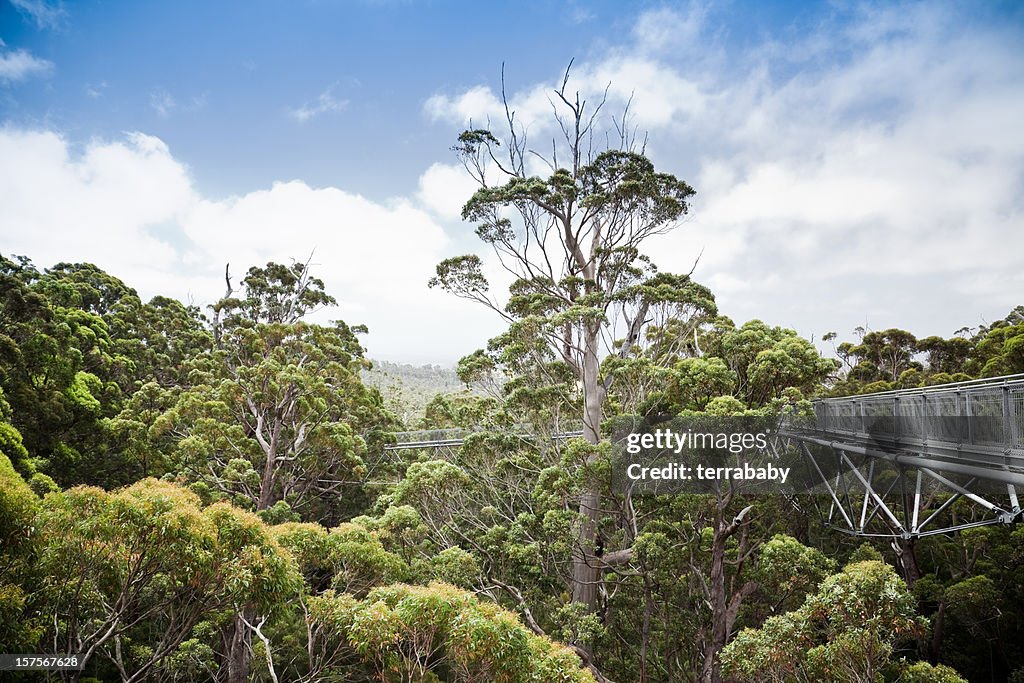 Treetop Walk Valley of the Giants Western Australia