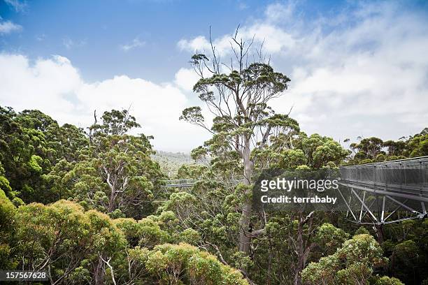 treetop walk valley of the giants western australia - treetop stock pictures, royalty-free photos & images