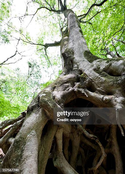 beech tree roots - the beginning stock pictures, royalty-free photos & images
