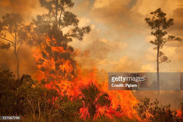 rauch und verbrannt wildnis notfall - wildfire stock-fotos und bilder
