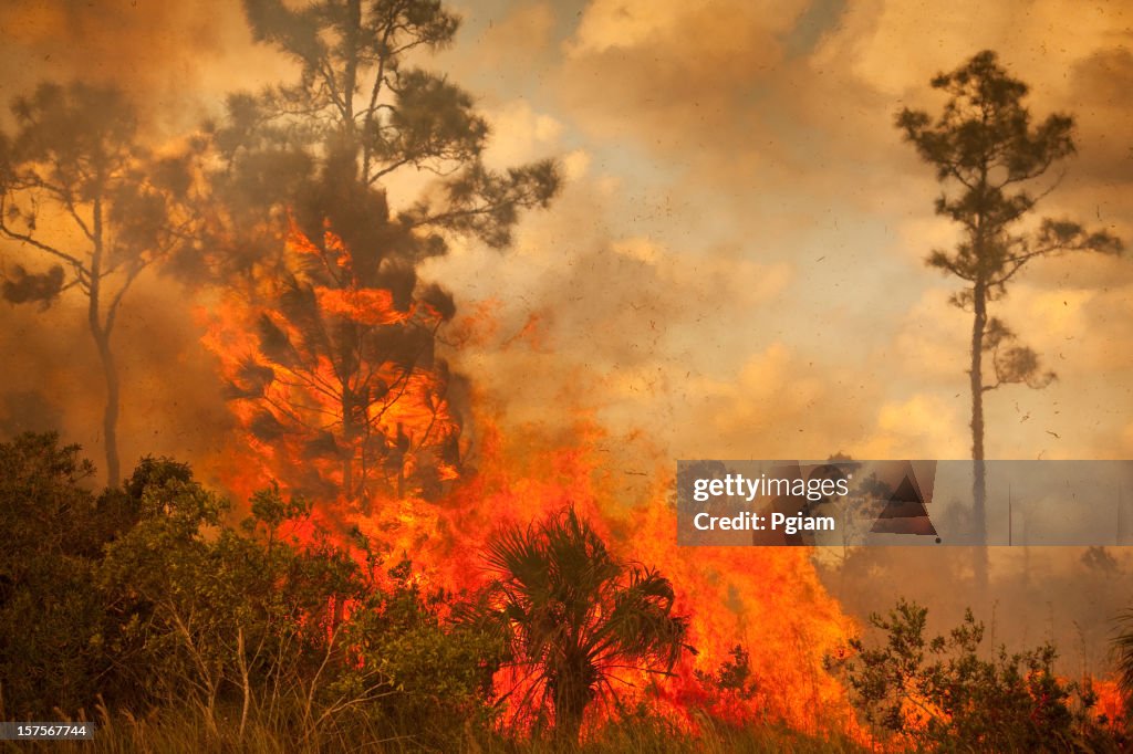 Smoke and burnt wilderness emergency