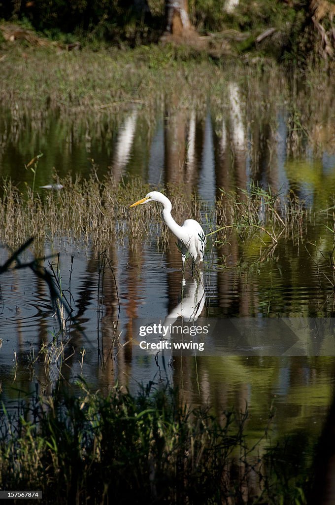 Great Egret Refection