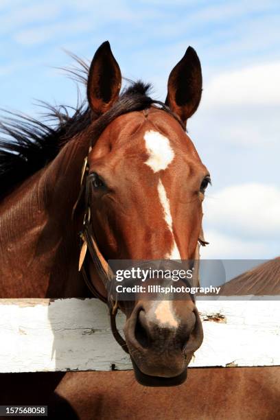 thoroughbred racehorse portrait - kastanjebruin paardenkleur stockfoto's en -beelden