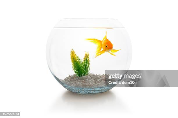 goldfish in bowl - goldfish bowl stock pictures, royalty-free photos & images