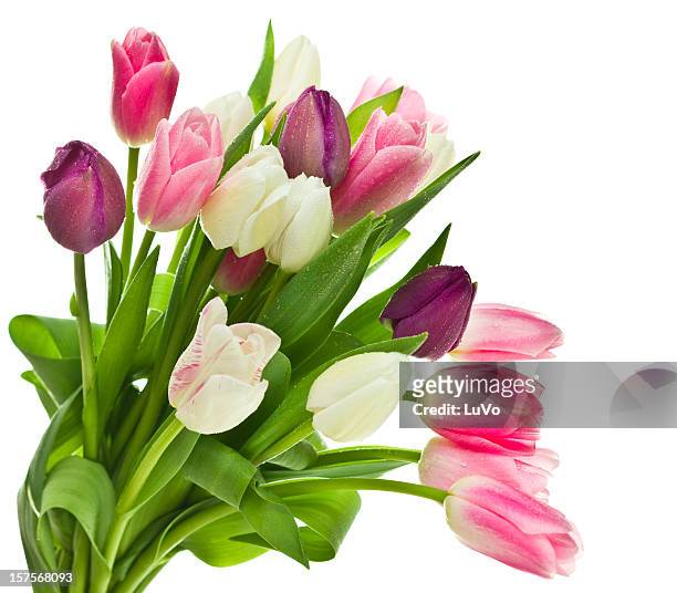 tulipas - tulip - fotografias e filmes do acervo