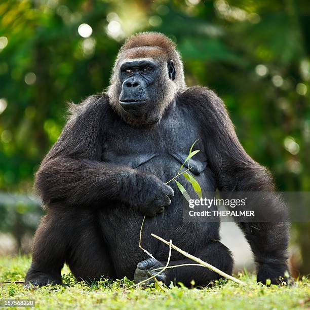 hembra de plata-back gorila de las llanuras - gorilla fotografías e imágenes de stock