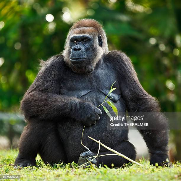 雌ローランド銀バック gorilla - ゴリラ ストックフォトと画像
