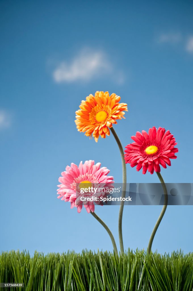 Three Gerbera Daisies Growing In The Grass