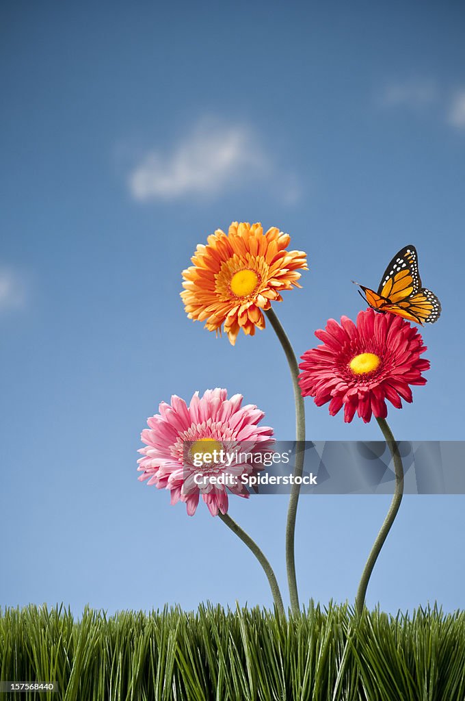 Three Gerbera Daisies And A Butterfly