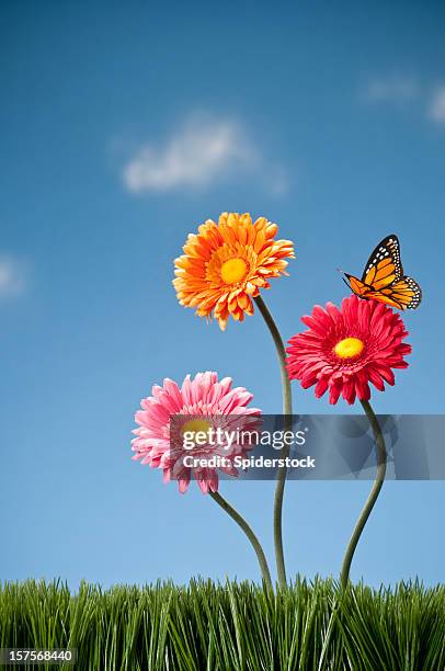 three gerbera daisies and a butterfly - false daisy stock pictures, royalty-free photos & images