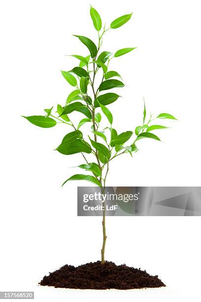 small tree isolated with soil - miniture tree stock pictures, royalty-free photos & images