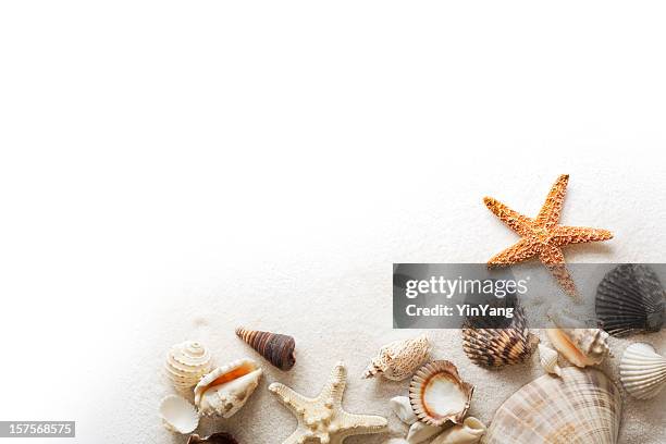 estrella de mar en la playa de arena, y bastidor seashells frontera sobre fondo blanco - beach shells fotografías e imágenes de stock