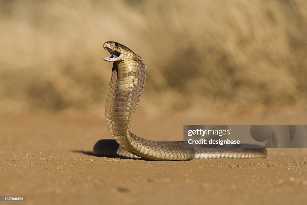 Cobra au museau