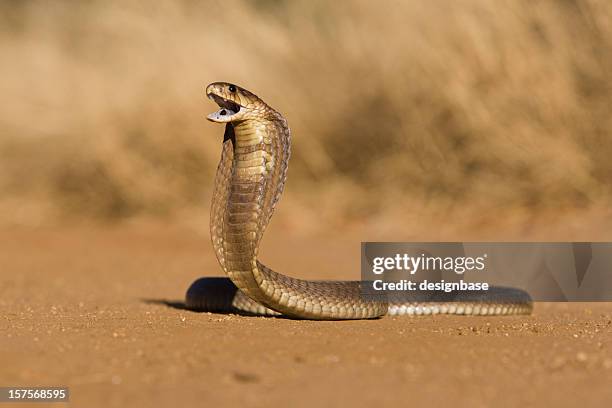 snouted cobra - cobra snake stockfoto's en -beelden