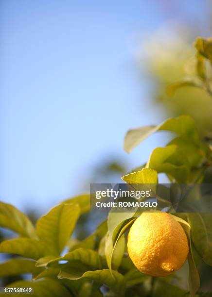 lemon on the tree, blue sky and copy space, italy - lemon tree stockfoto's en -beelden
