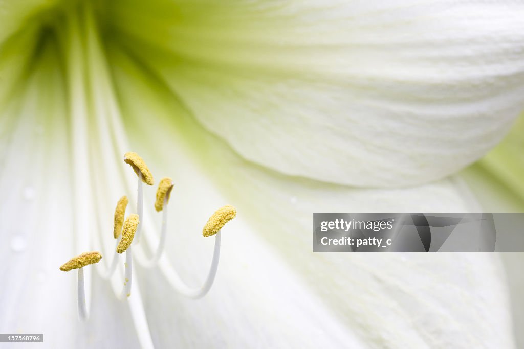 Easter Lily