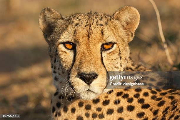 eye contact with a cheetah - cheetah stock pictures, royalty-free photos & images