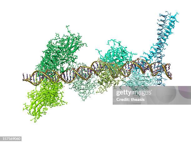 model of an enhanceosome protein complex binding to dna - enzyme structure stock pictures, royalty-free photos & images