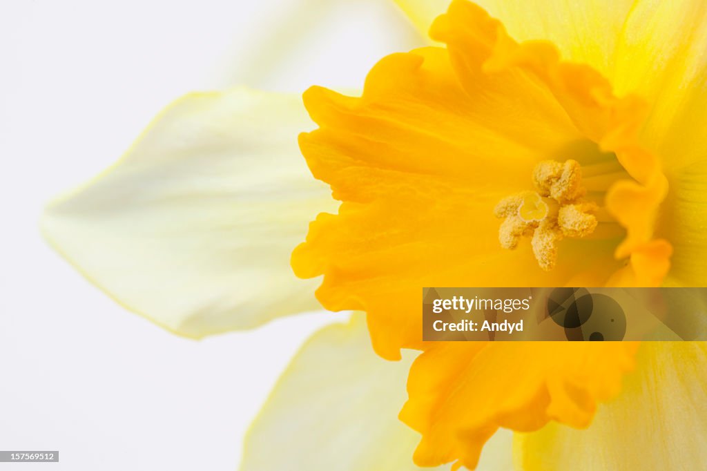 Daffodil