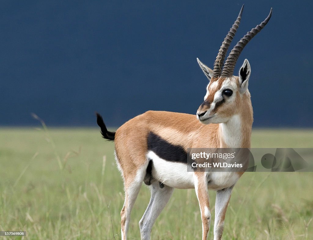 Joven gacela de perfil