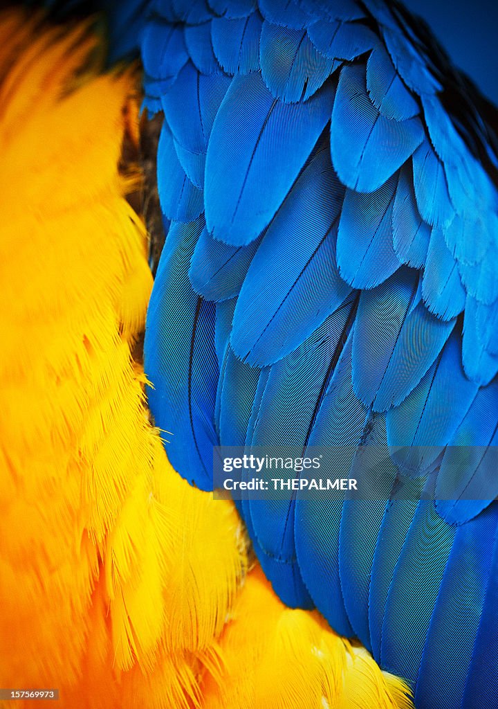 Gold and blue macaw feathers