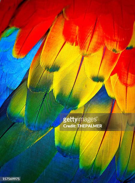 guacamayo escarlata feathers - guacamayo fotografías e imágenes de stock