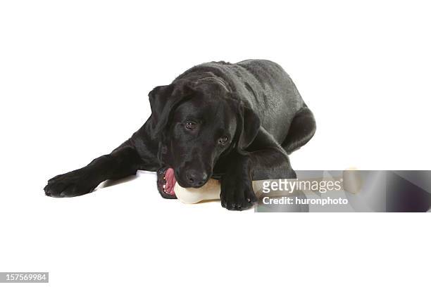 black labrador dog with bone - dog with a bone stockfoto's en -beelden